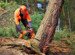 How Our Tree Care Process Works  in  Little Rock, AR