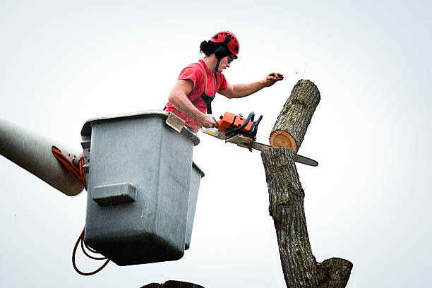 Little Rock, AR Tree Services Company